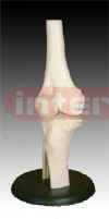 Life-sized Knee Joint